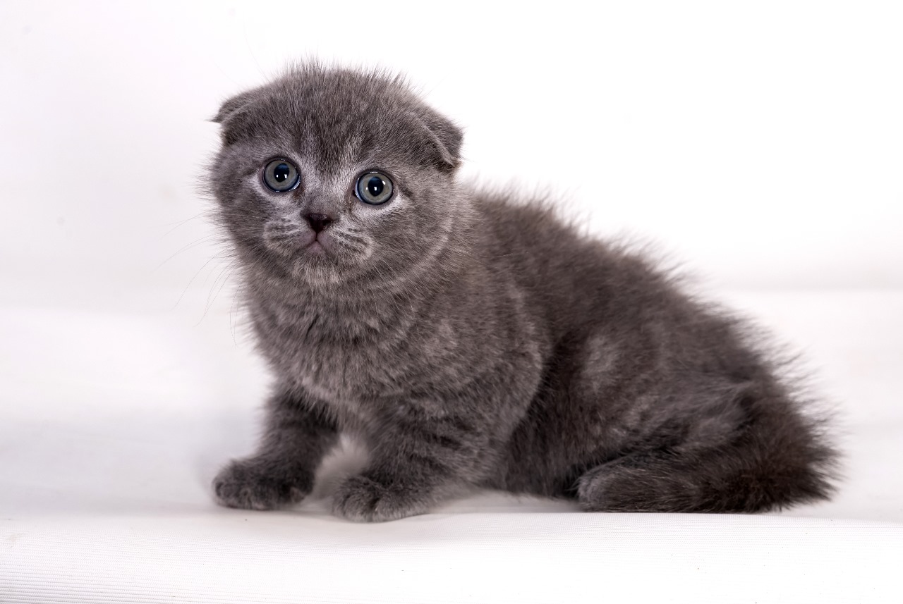 Sem Scottish Fold