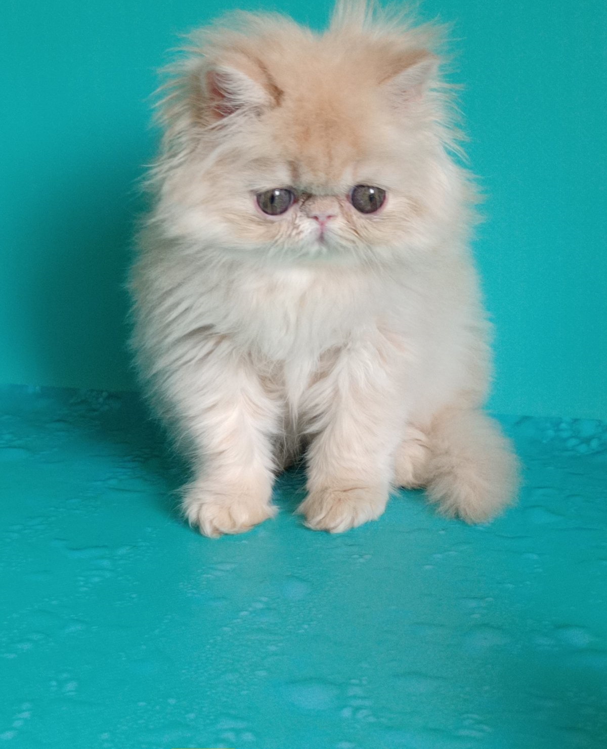 Puff Persian