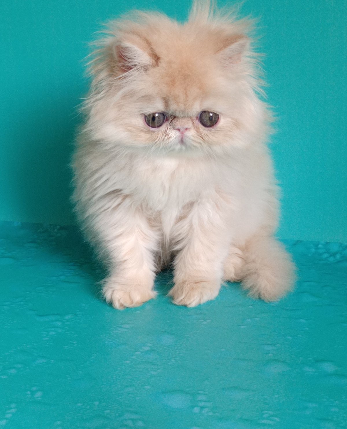 Puff Persian