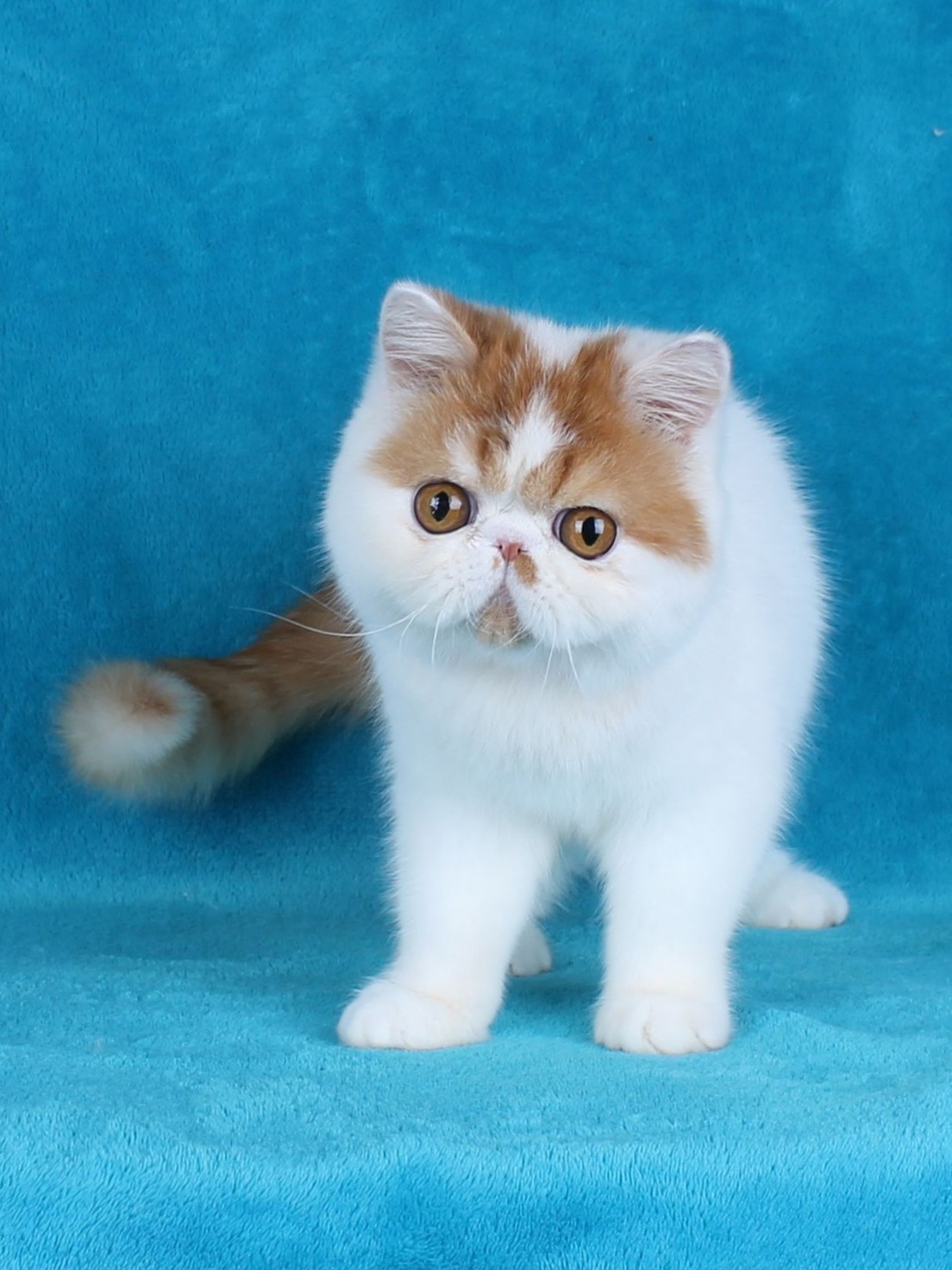 Funtik Exotic Shorthair