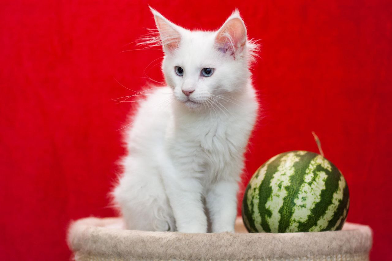 Imandg Maine Coon