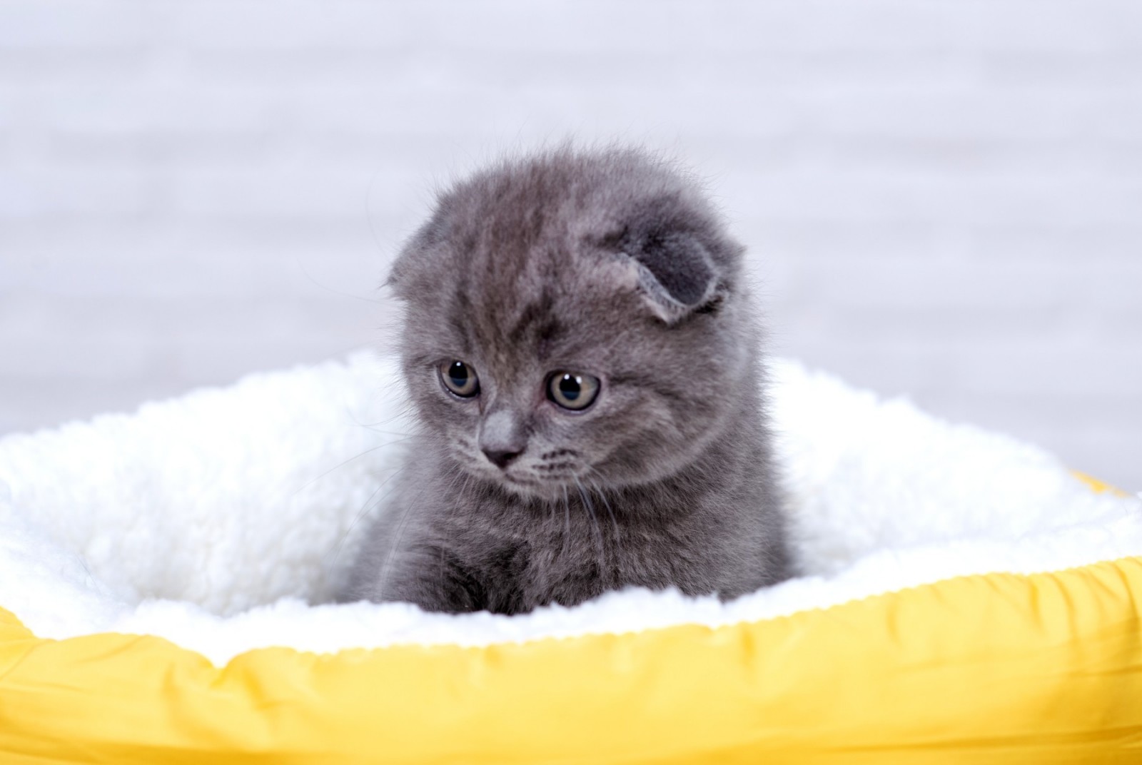 Cinderella Scottish Fold