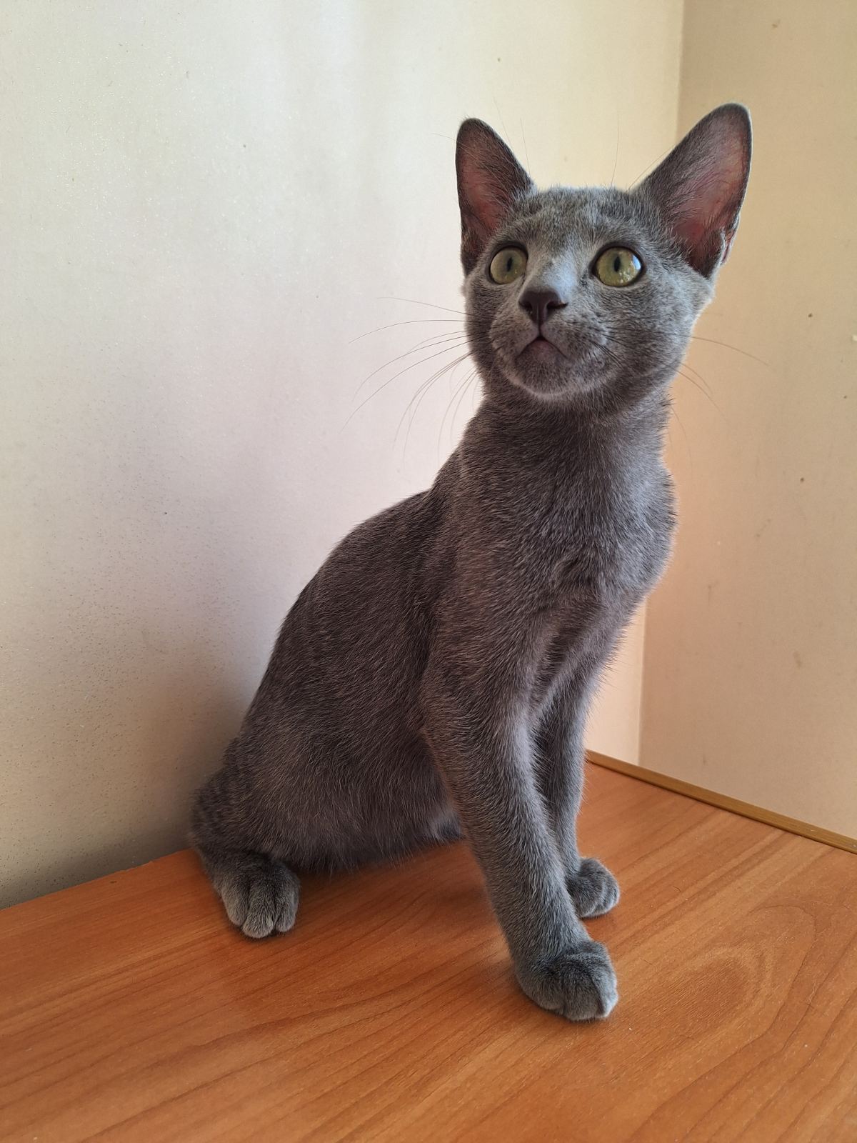 Mona Russian Blue