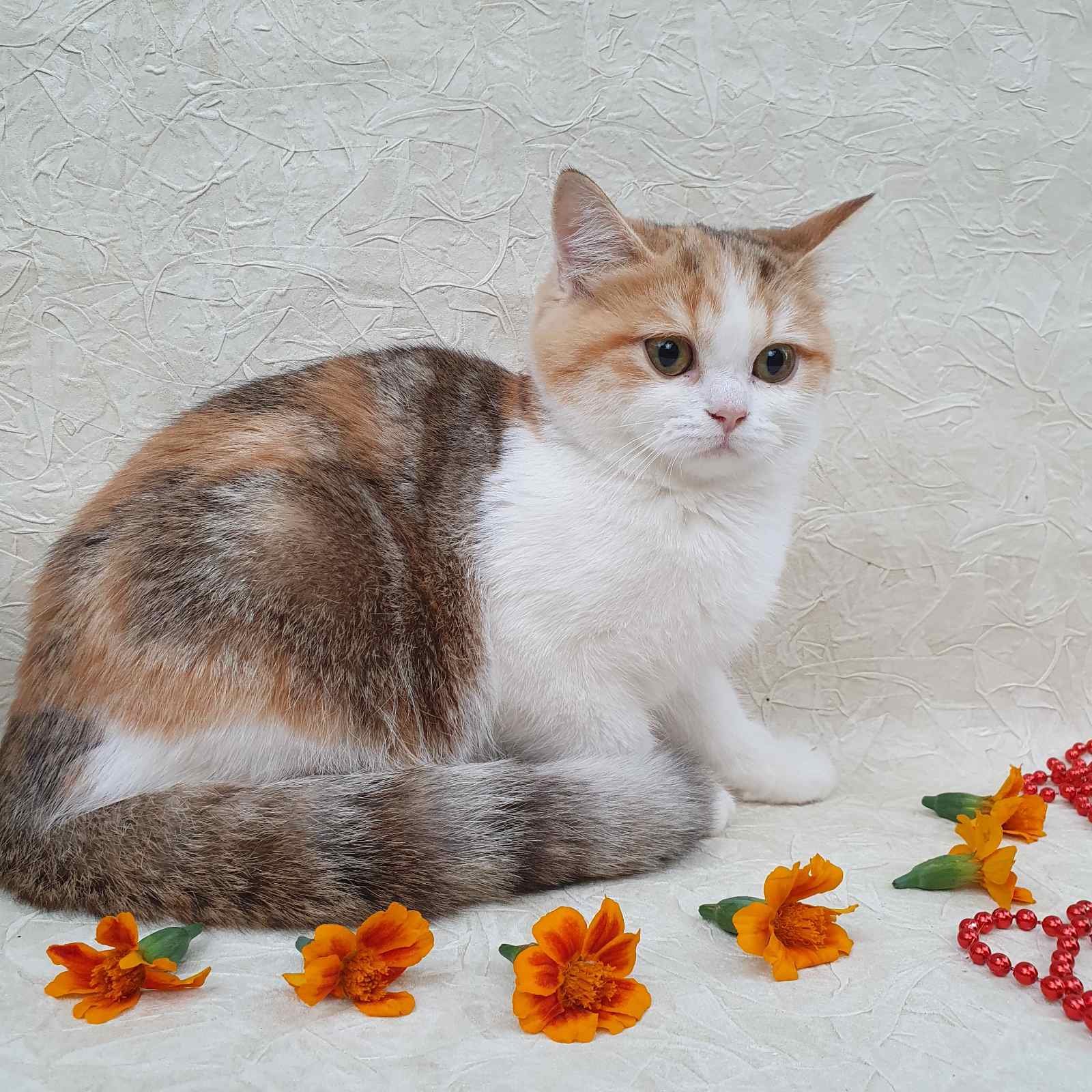 Madlen British Shorthair