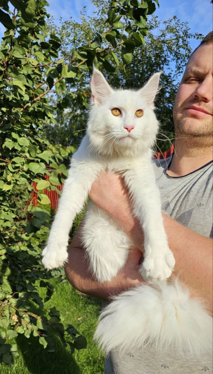 Sheida Maine Coon