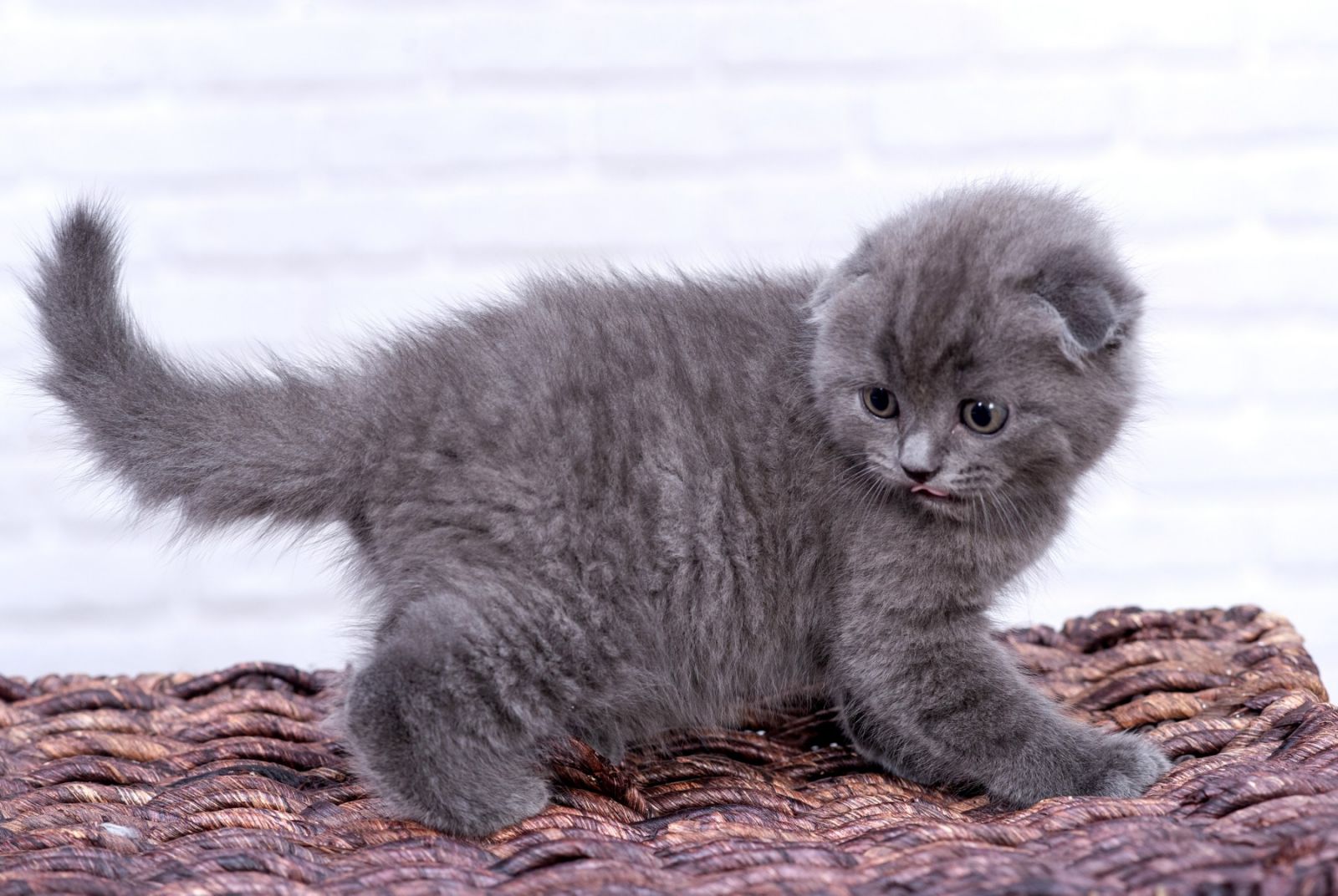 Cinderella Scottish Fold