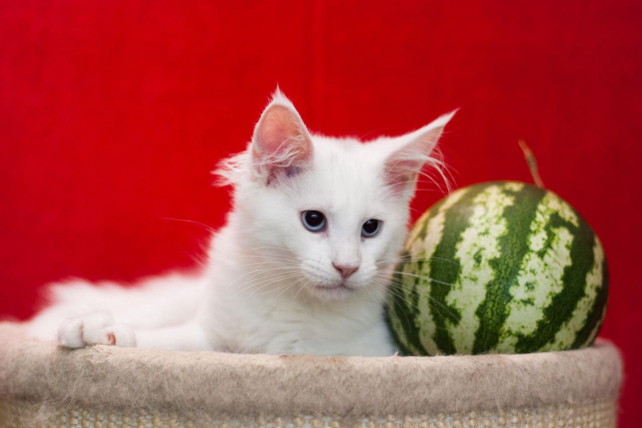 Imandg Maine Coon