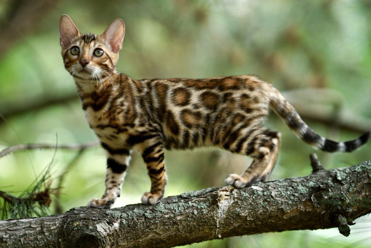 Theona Bengal