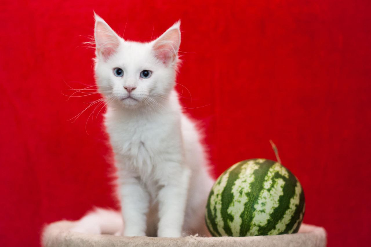 Imandg Maine Coon