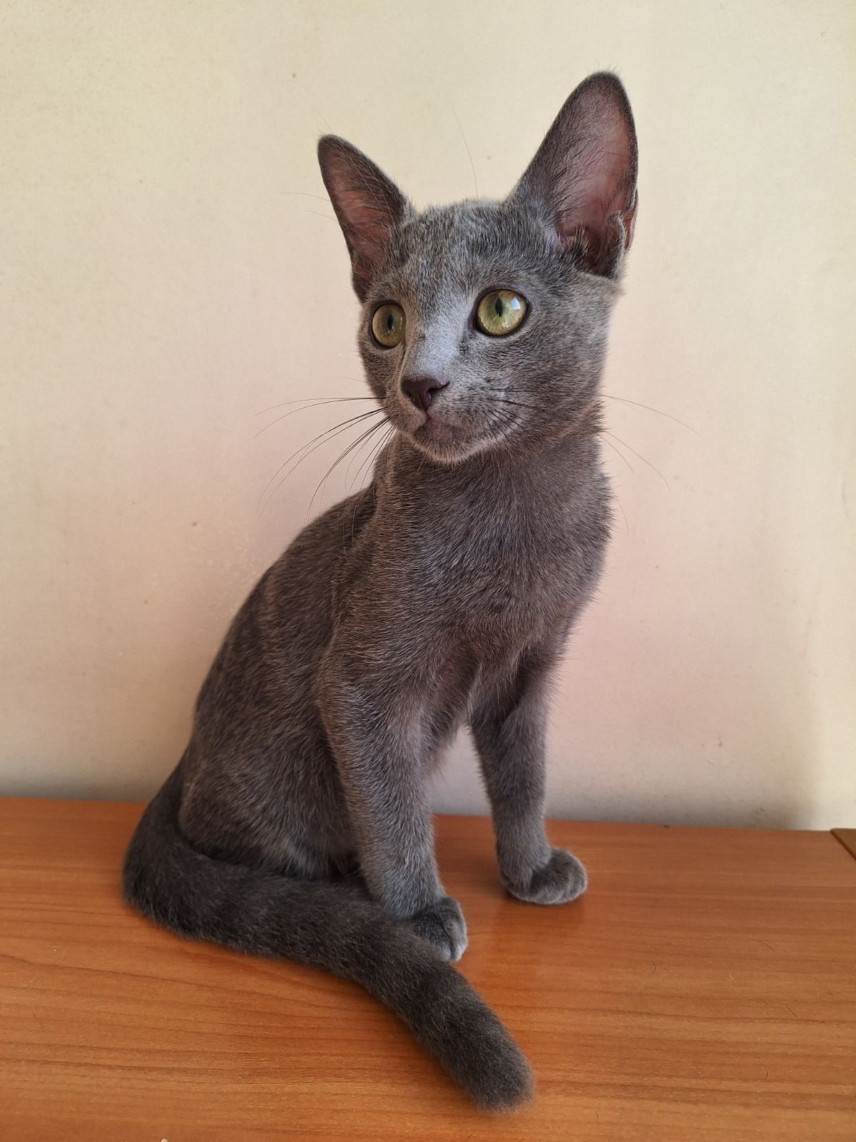 Mona Russian Blue