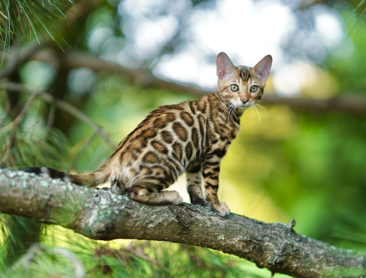 Theona Bengal