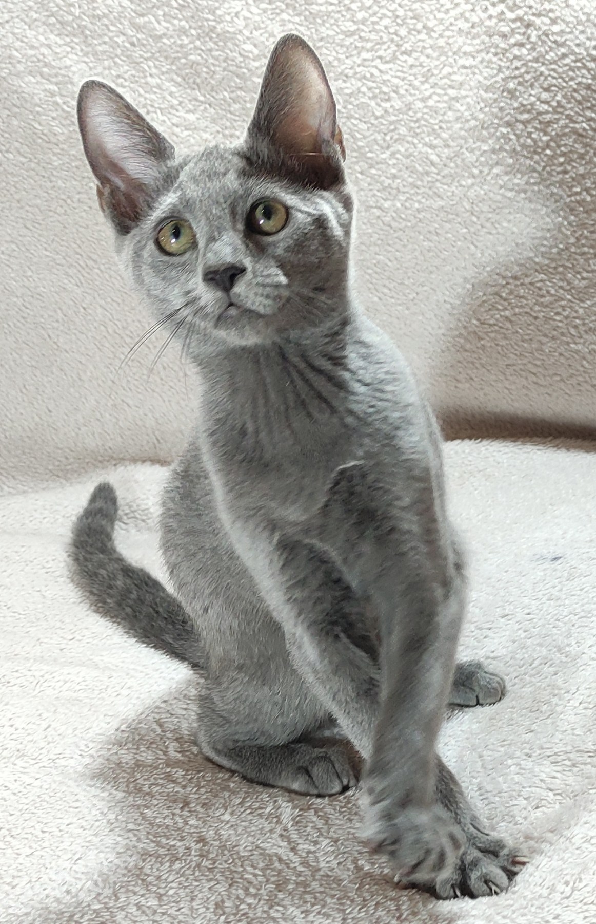 Dolce Vita Russian Blue