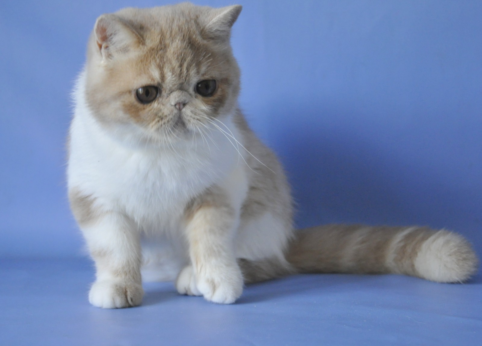 Asia Exotic Shorthair