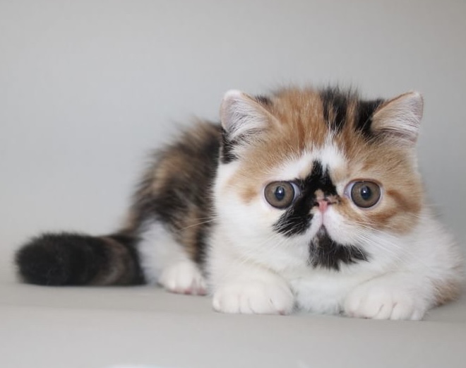 Josephine Exotic Shorthair