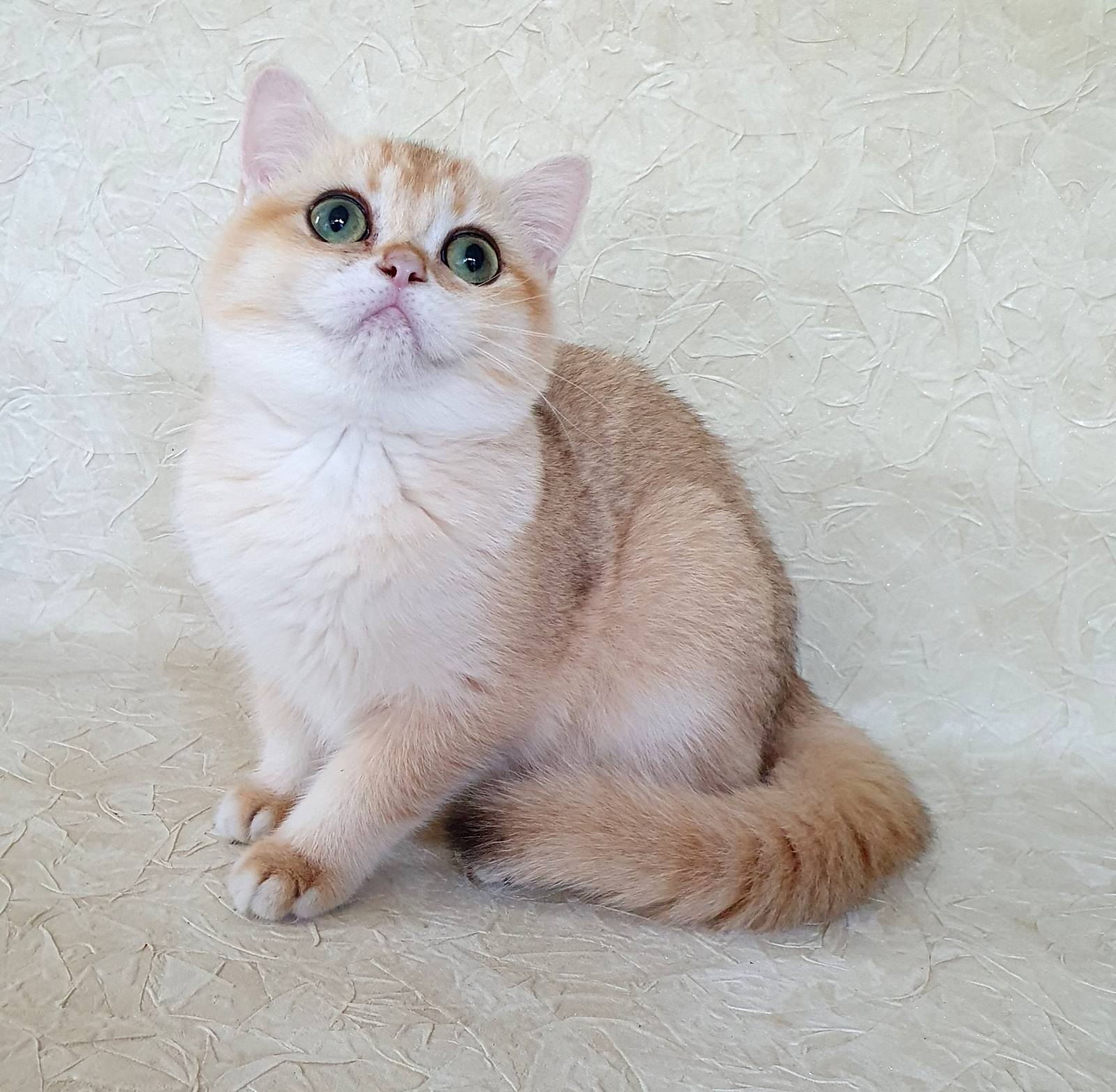 Nimfa British Shorthair