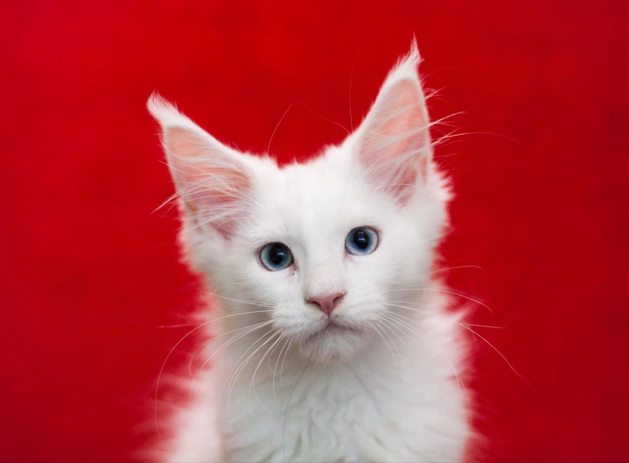 Ingrid Maine Coon