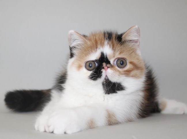 Josephine Exotic Shorthair