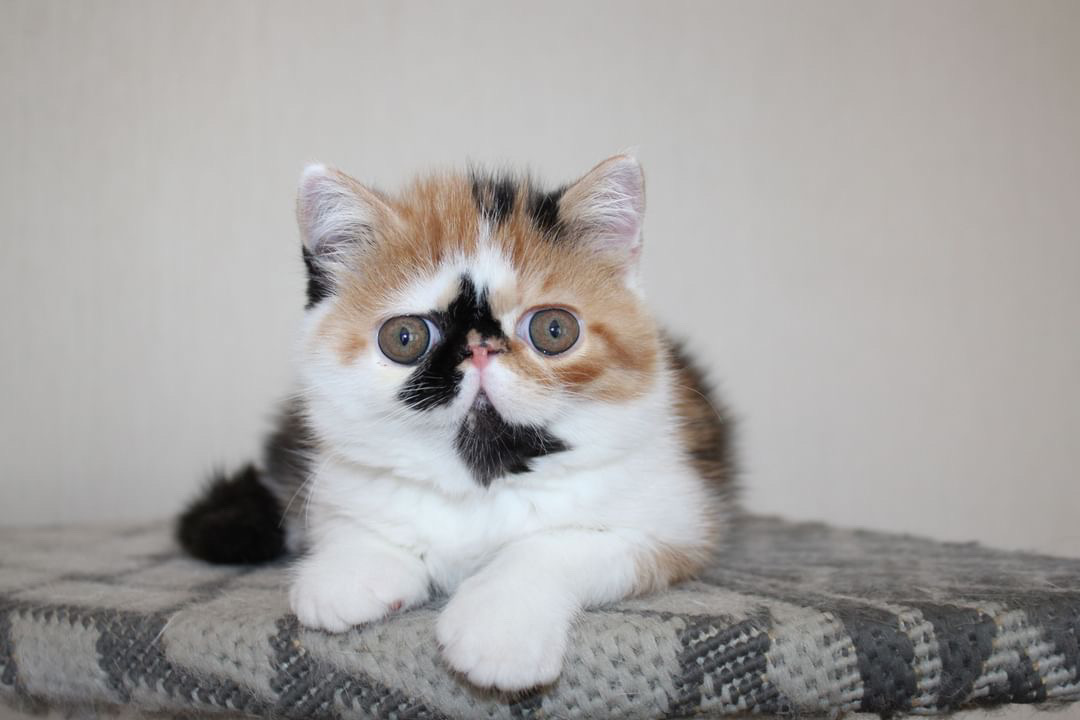 Josephine Exotic Shorthair