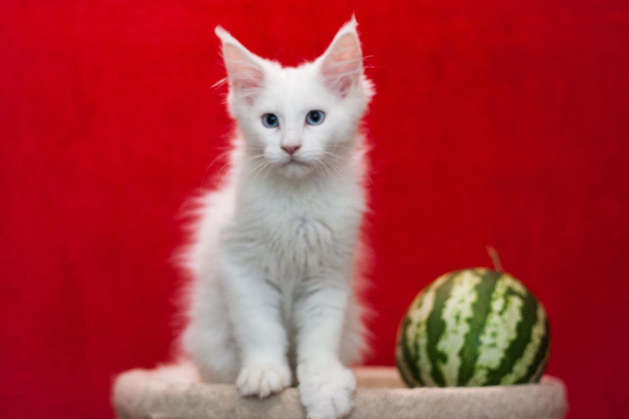 Ingrid Maine Coon