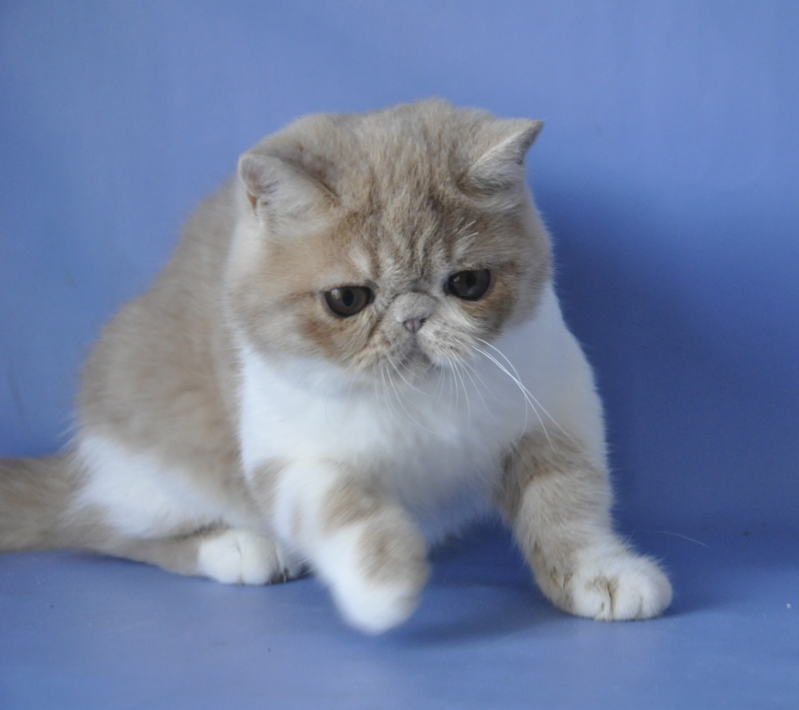 Asia Exotic Shorthair