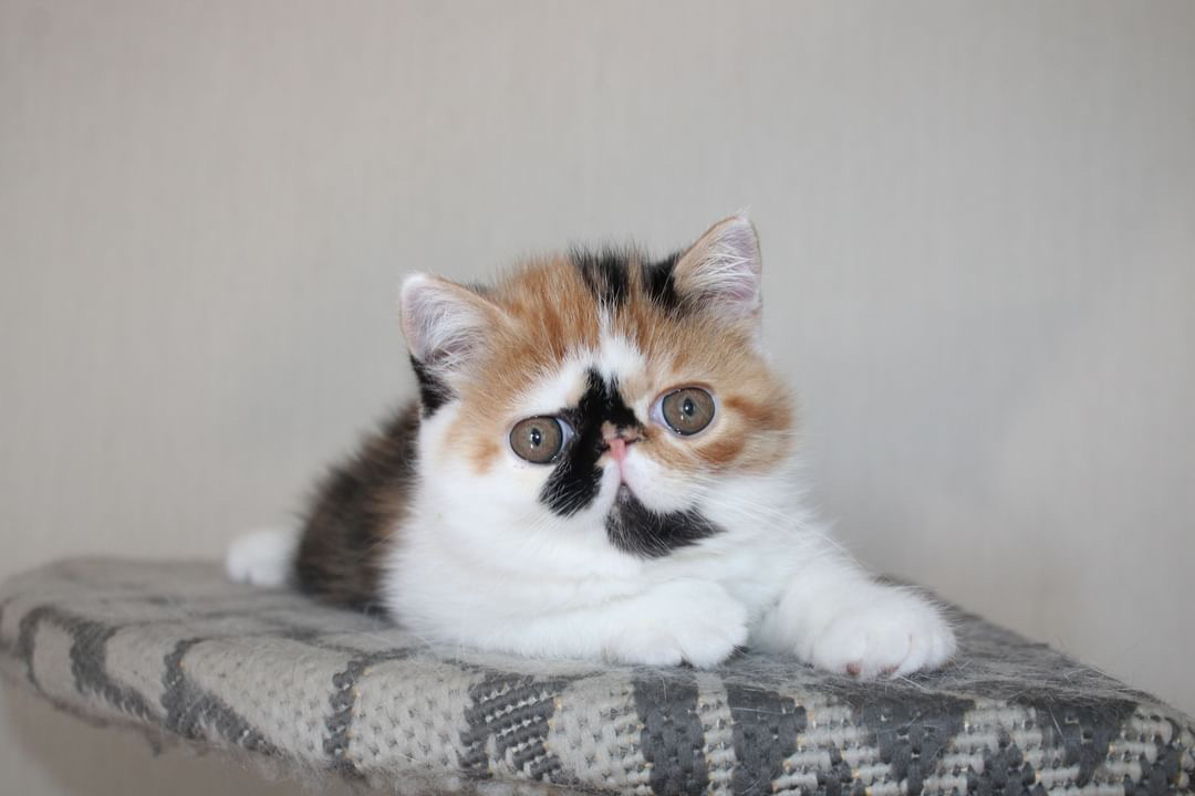 Josephine Exotic Shorthair