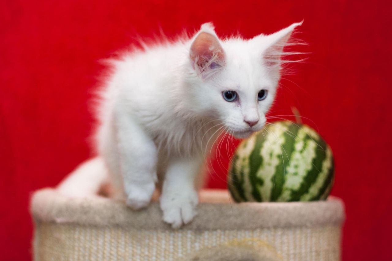 Ingrid Maine Coon