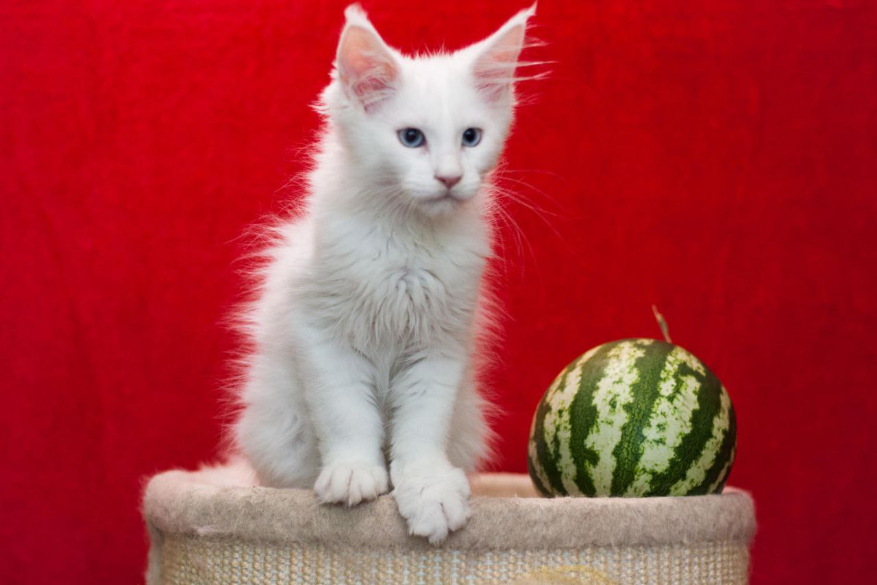 Ingrid Maine Coon