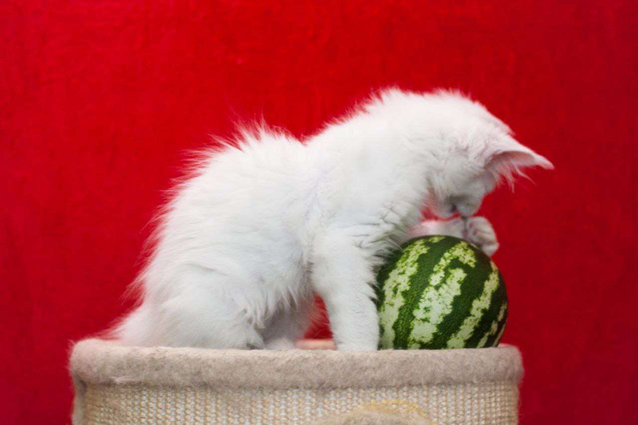 Ingrid Maine Coon