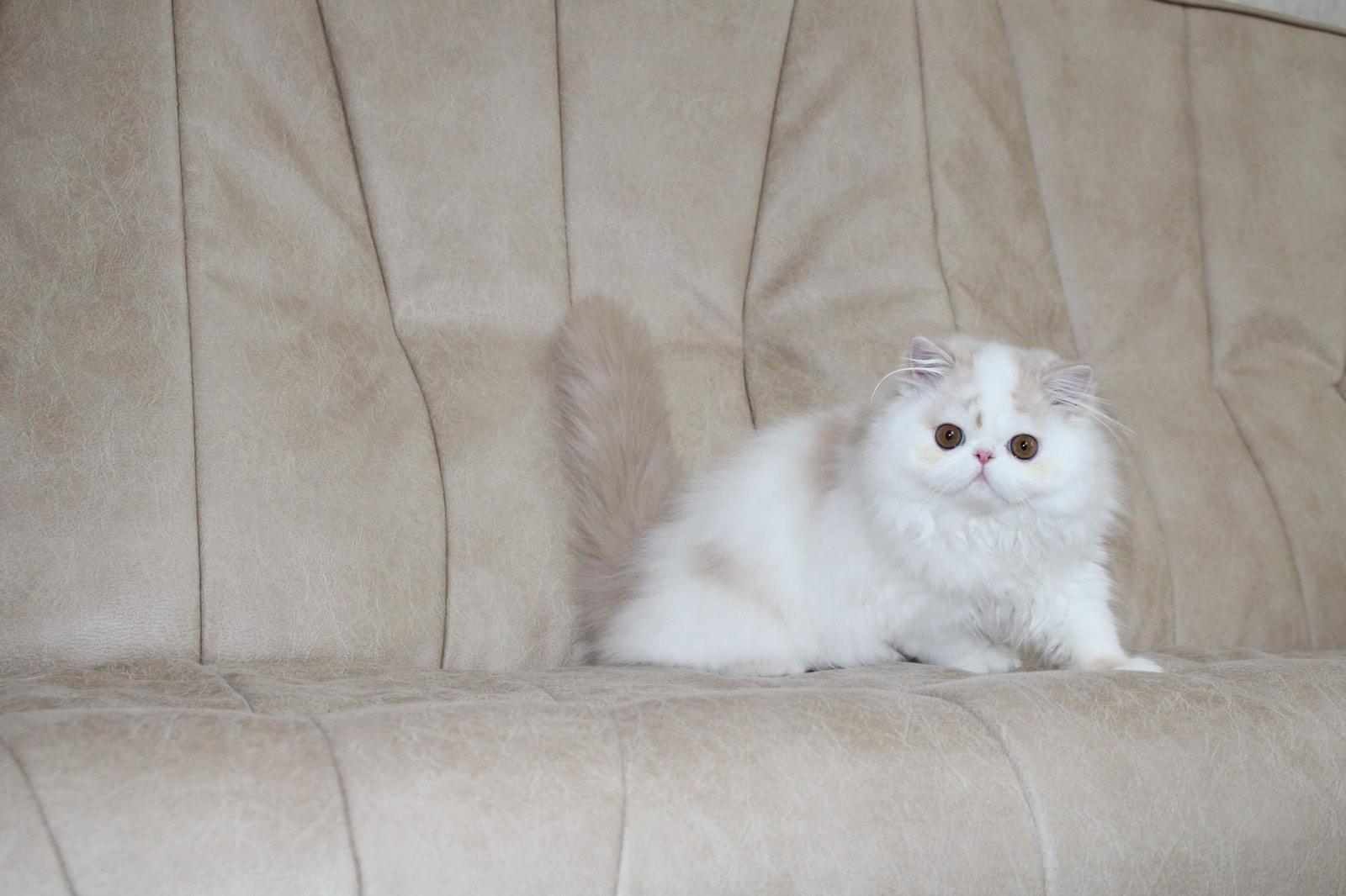 Floyd Persian