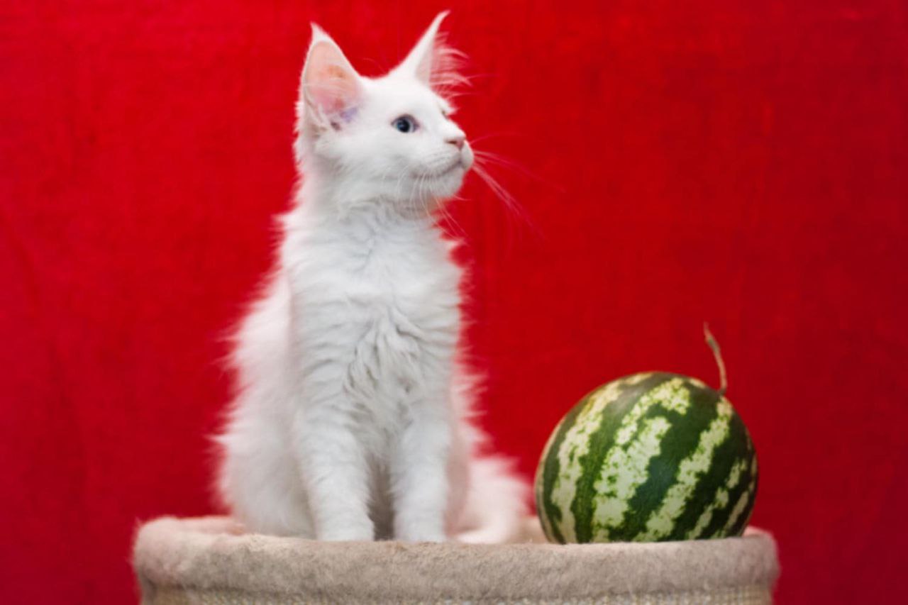 Ice Maine Coon