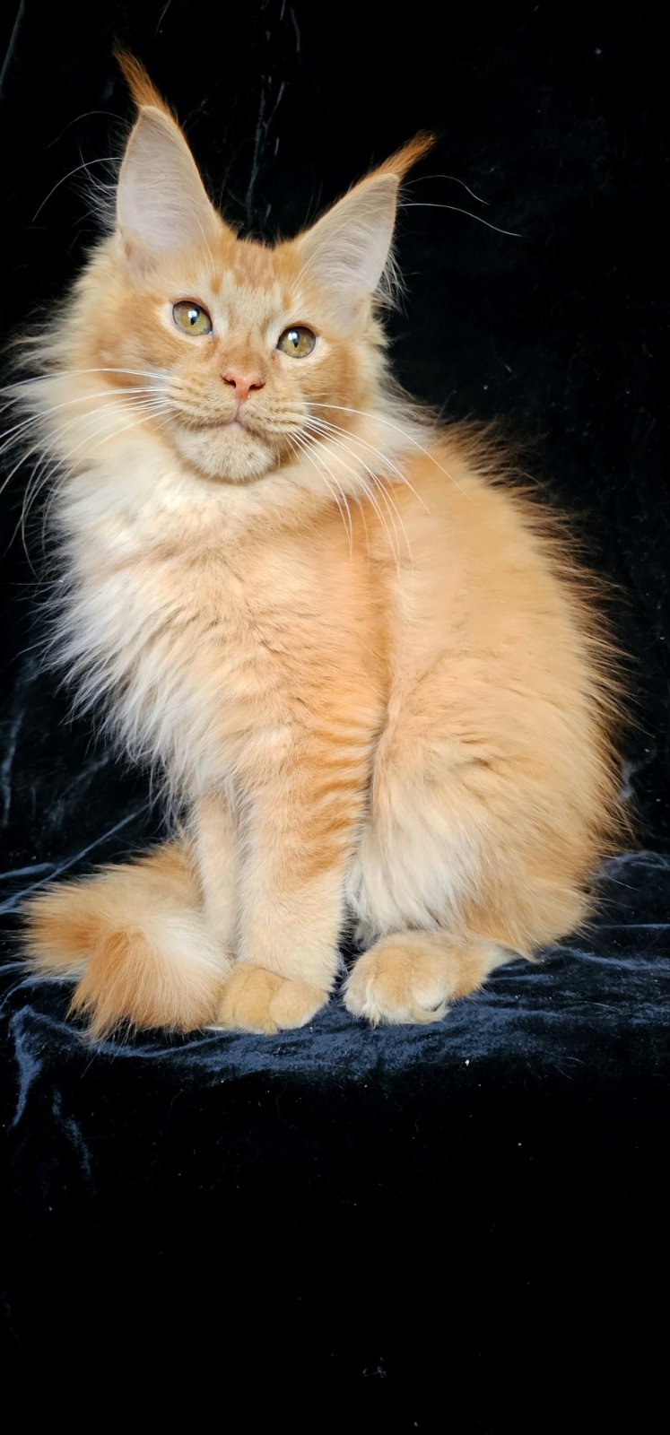 Yantar Maine Coon