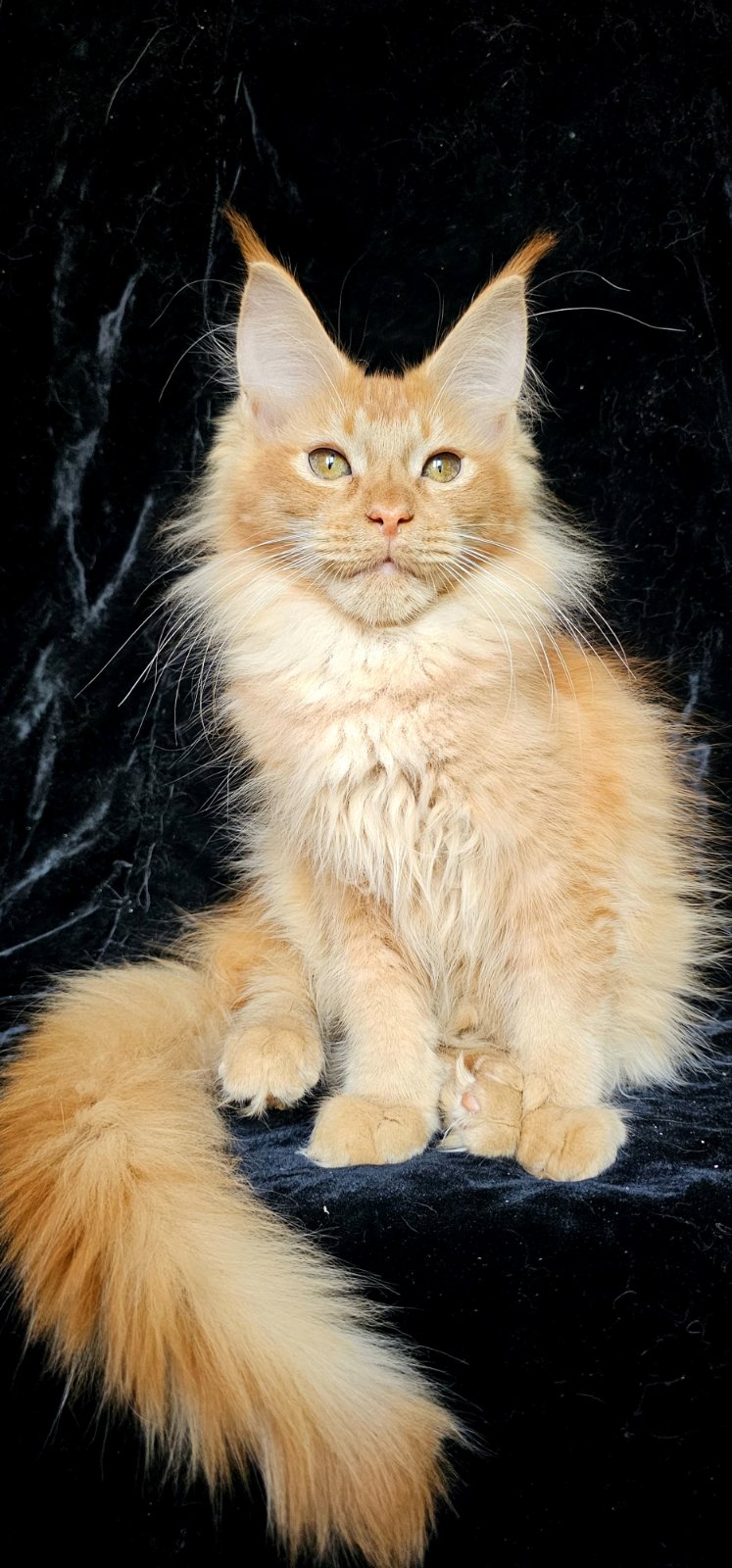 Yantar Maine Coon