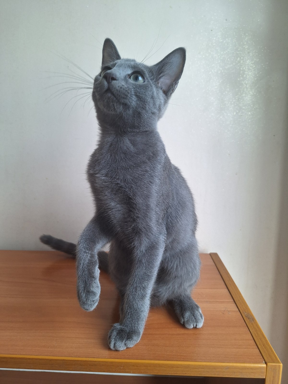 Marco Russian Blue