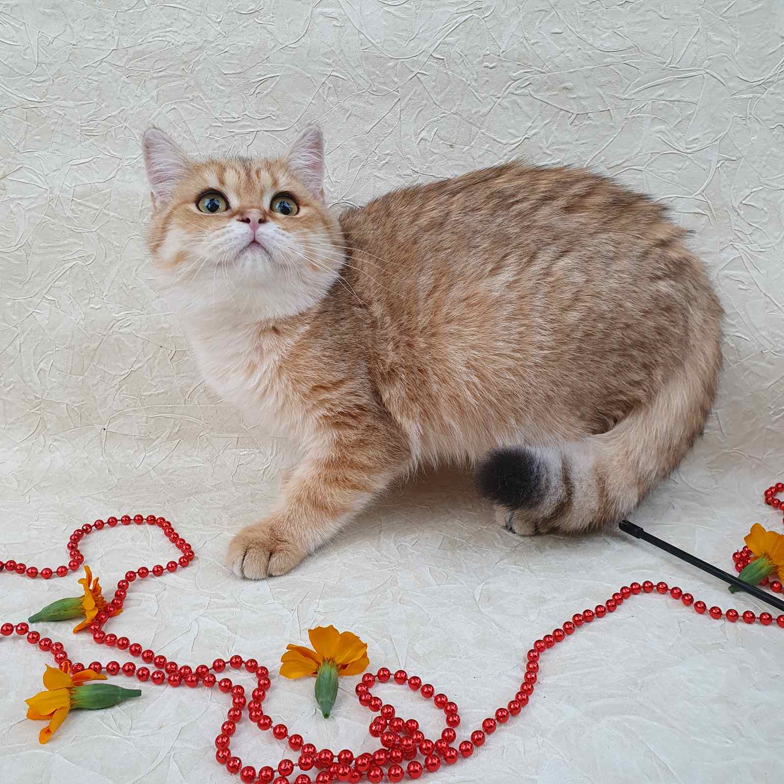 Mario British Shorthair