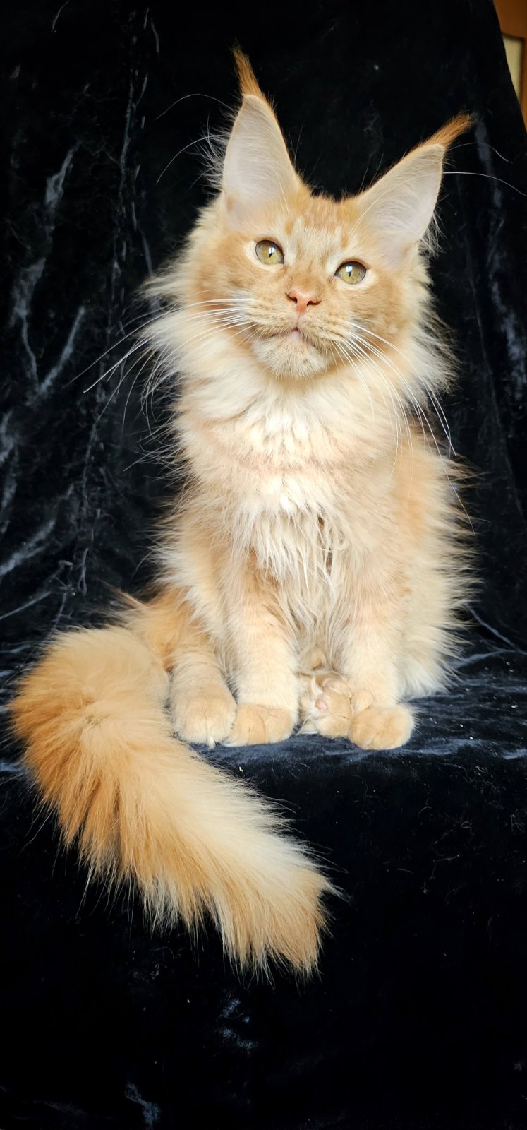 Yantar Maine Coon