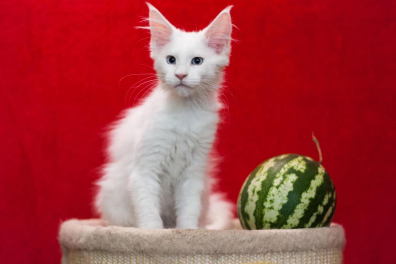 Ice Maine Coon