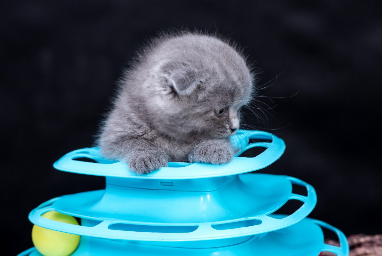 Calvin Scottish Fold