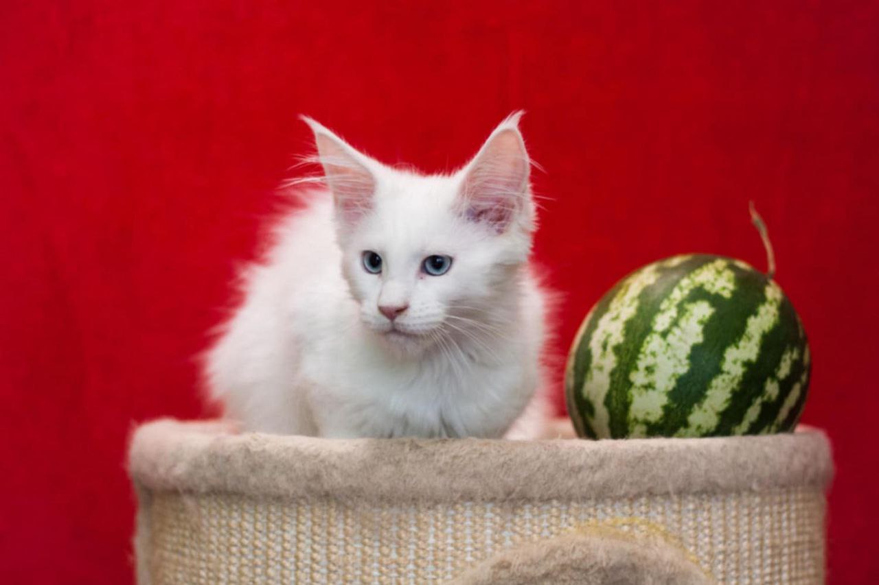 Ice Maine Coon