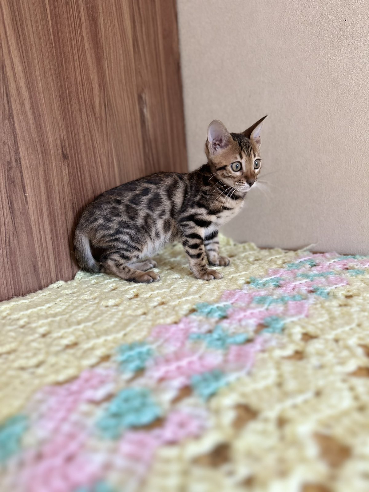 Yuki Bengal