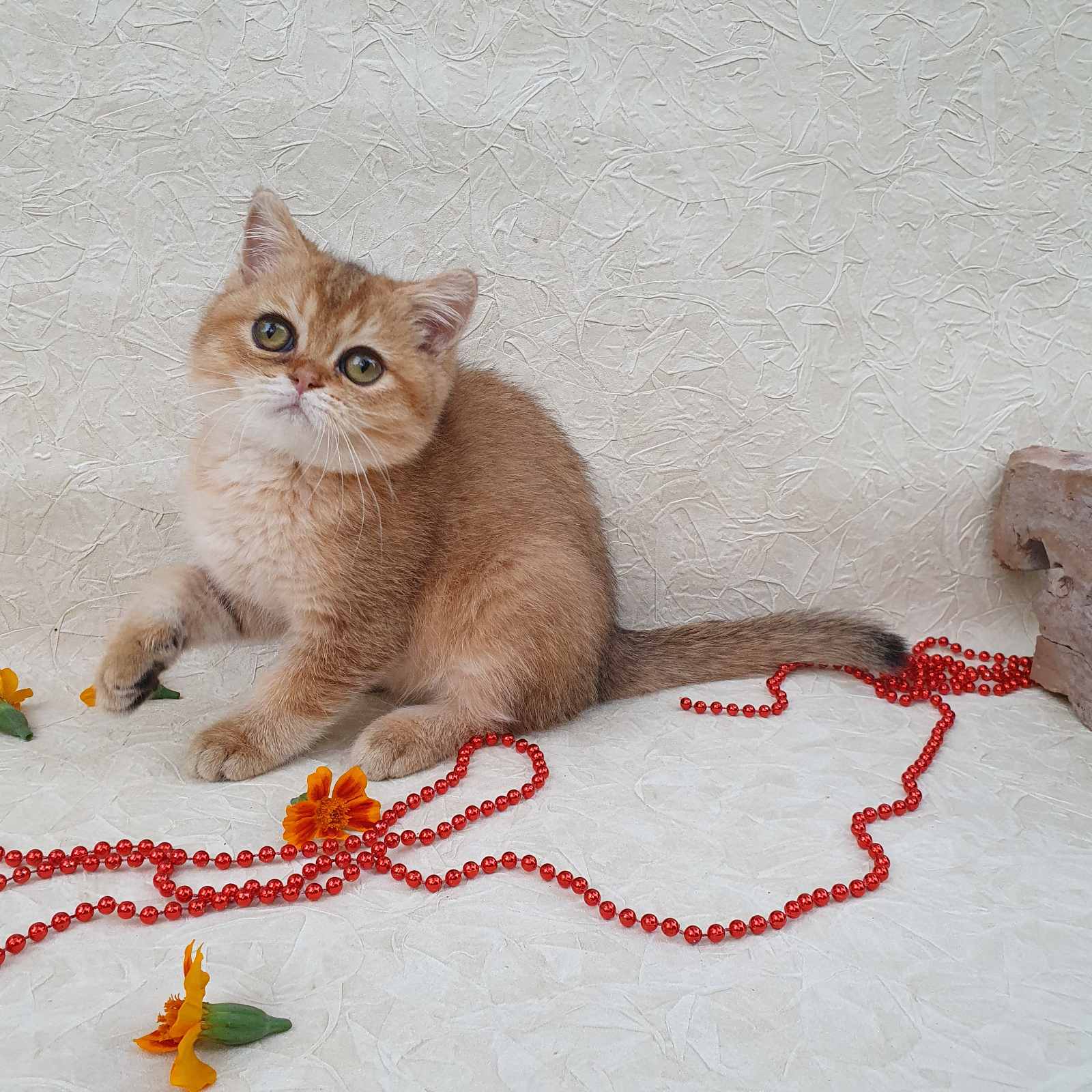 Oniks British Shorthair