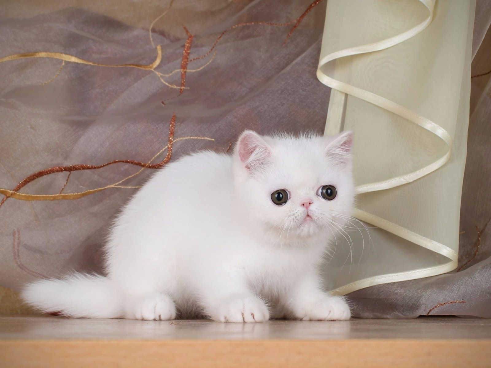 Ice Exotic Shorthair