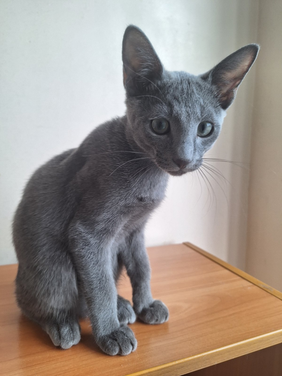 Marvel Russian Blue