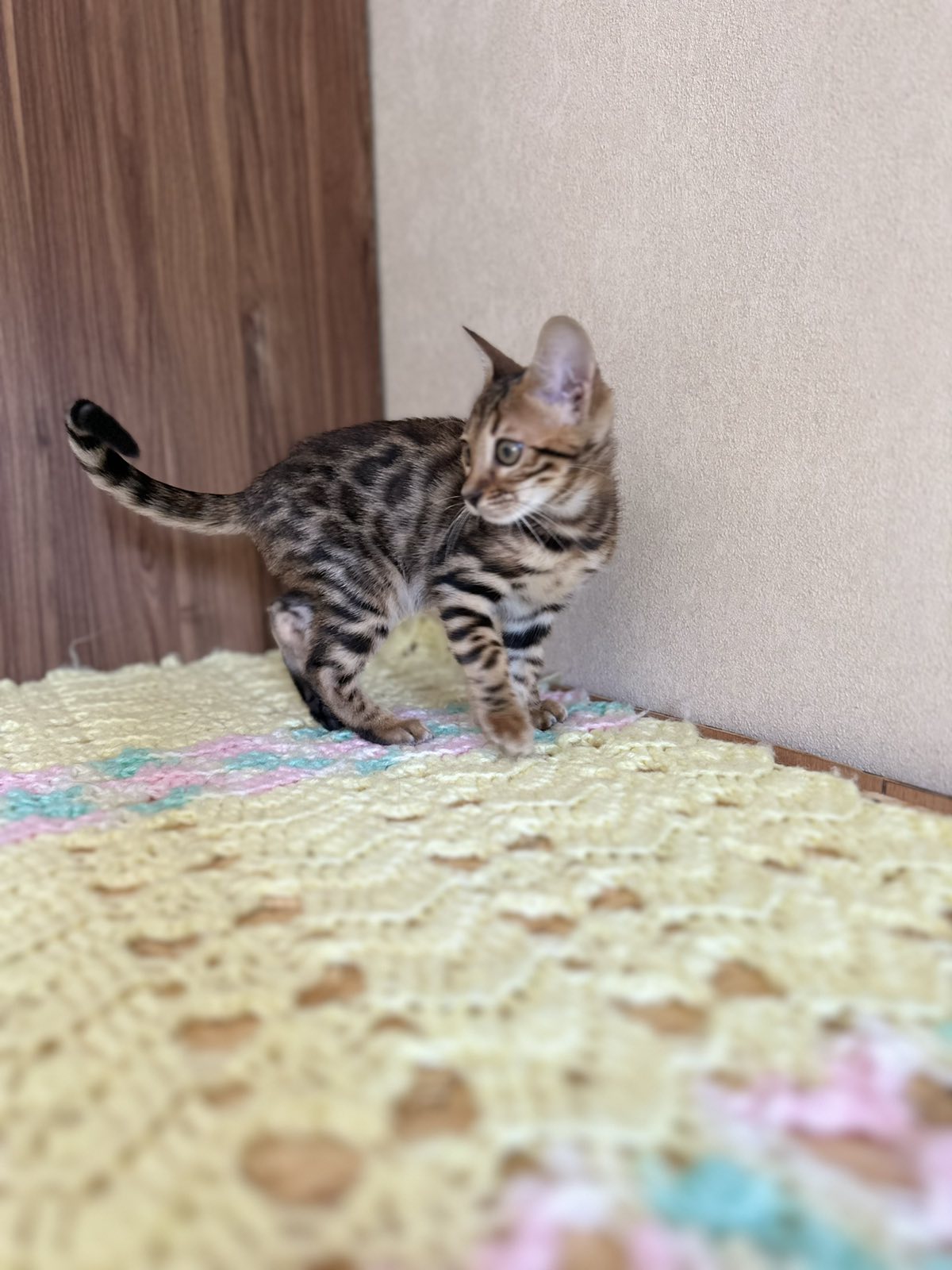 Yuki Bengal