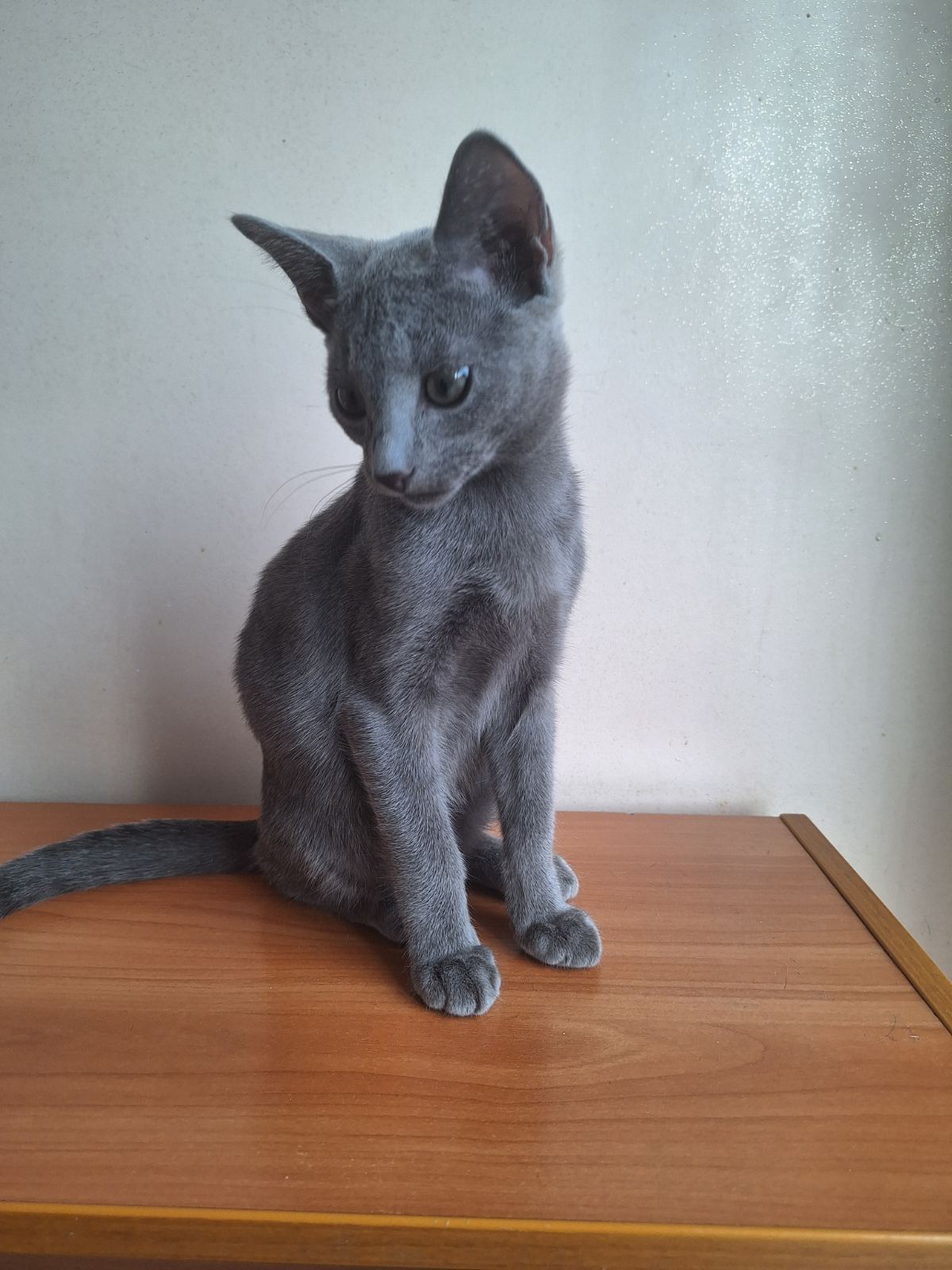 Marvel Russian Blue