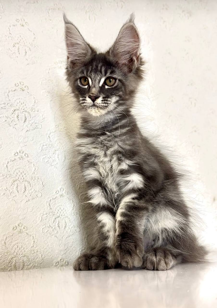 Lakis Maine Coon