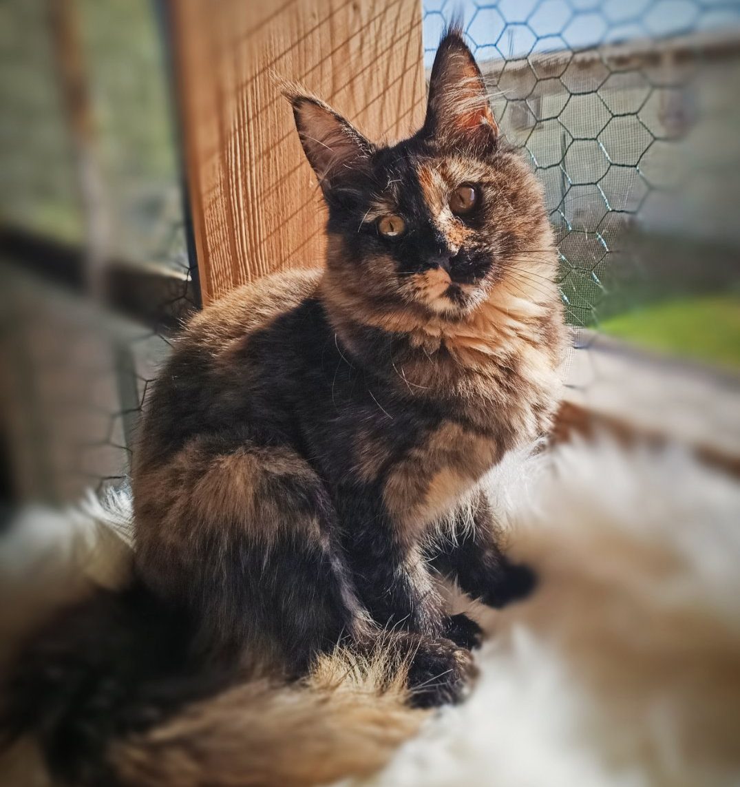 Natasha Maine Coon