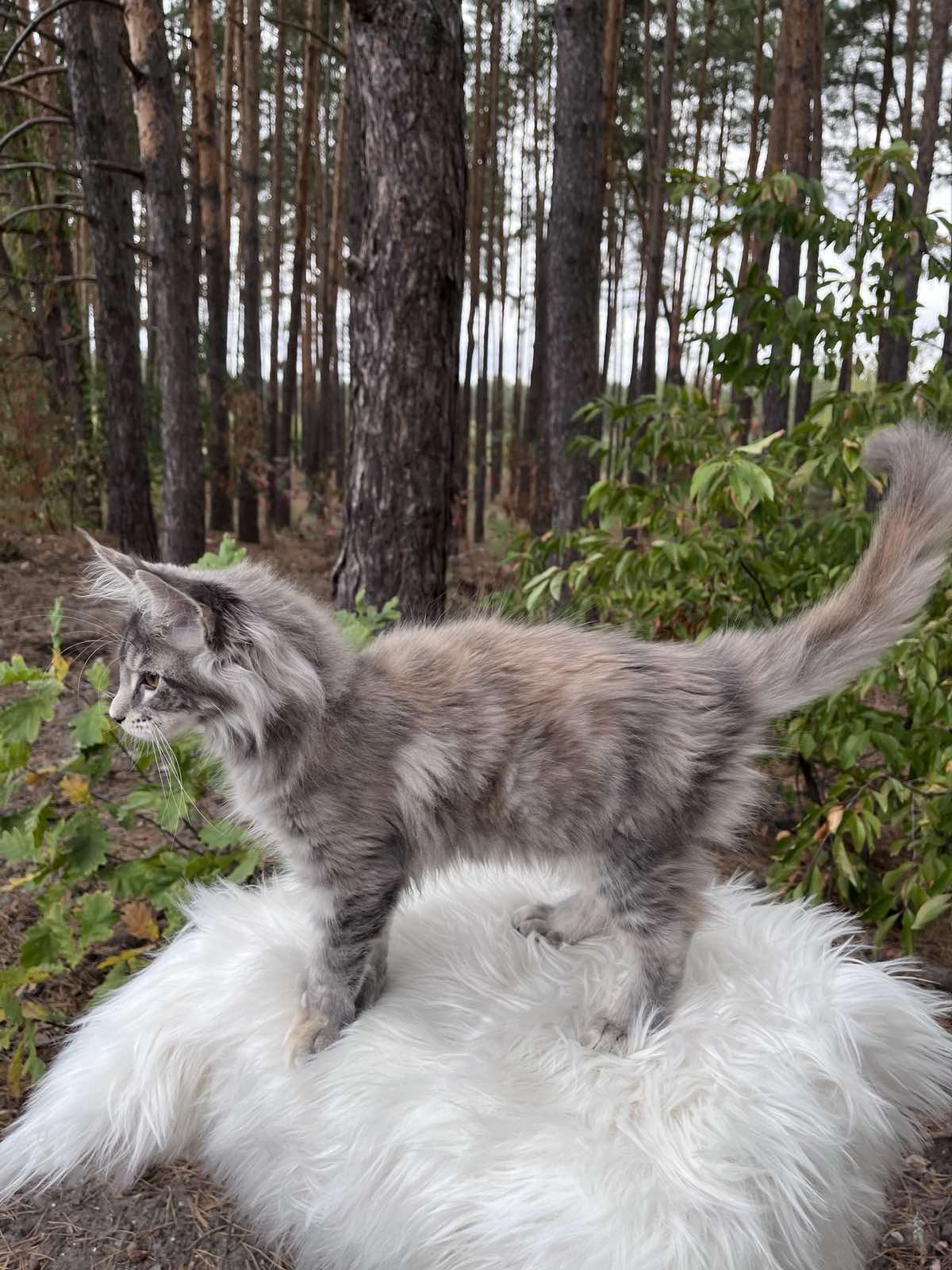 Kitty Maine Coon