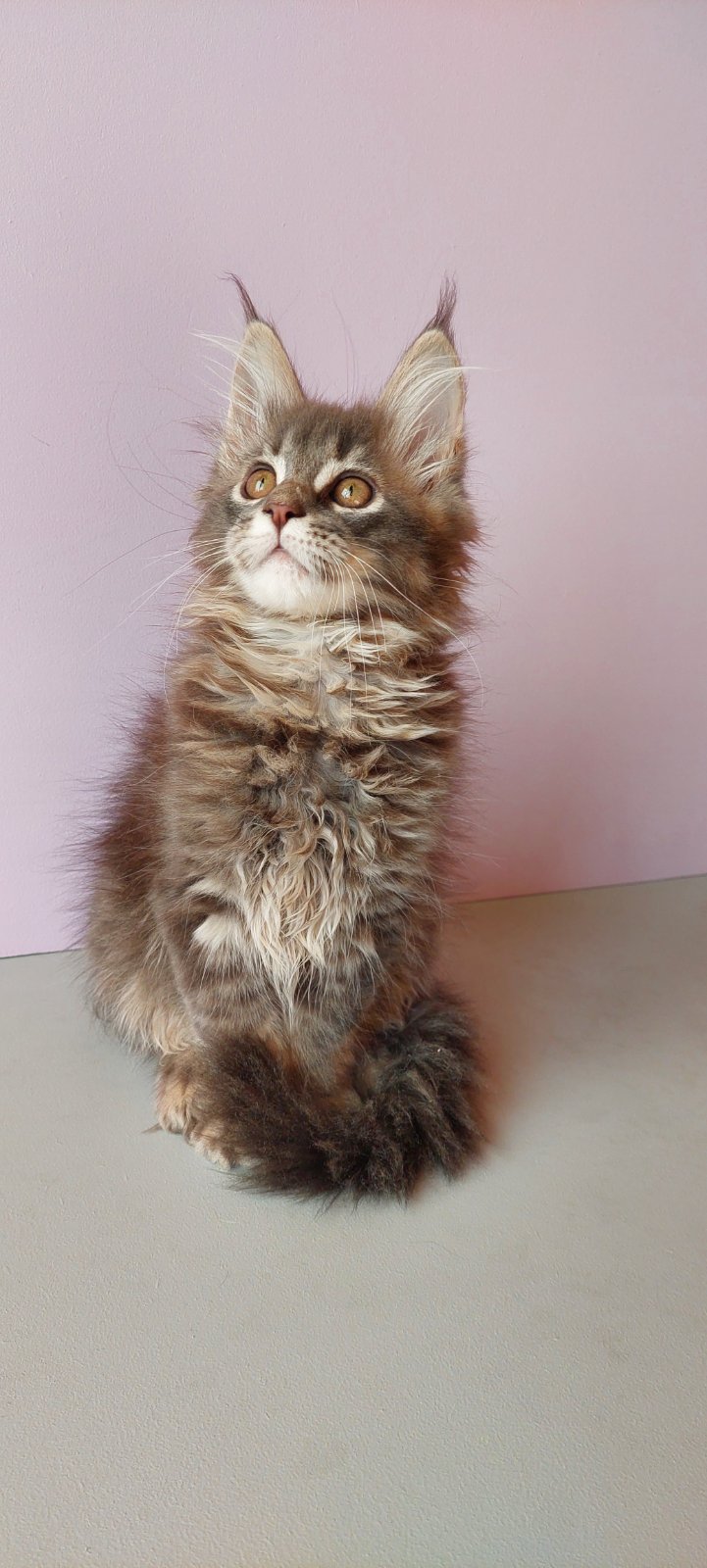 Zara Maine Coon