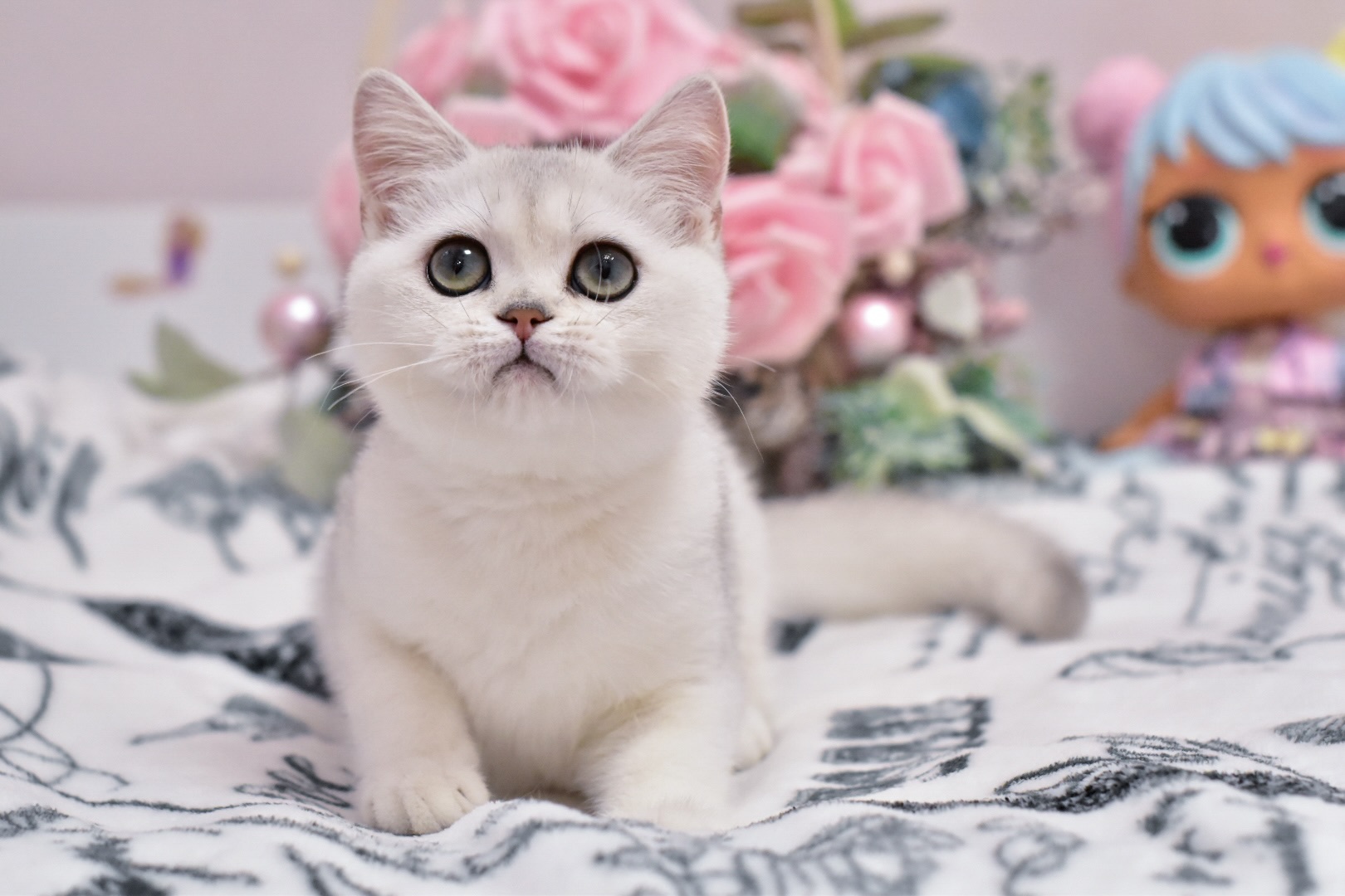 Tiffany British Shorthair