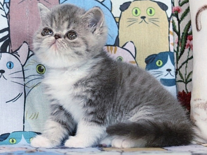 Barbara Exotic Shorthair